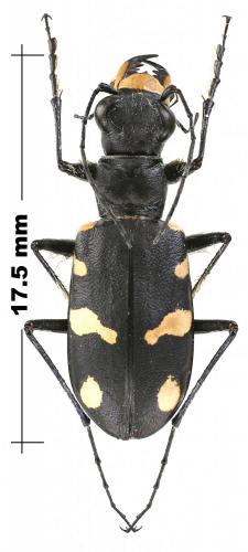 Réf. 245 721 : Cicindela granulata stoliczkana